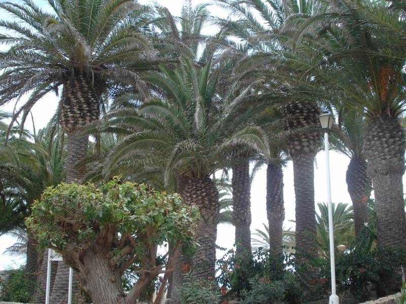 Palmy rosnące na terenie hotelu
