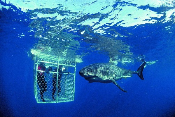 Shark-Diving.jpg