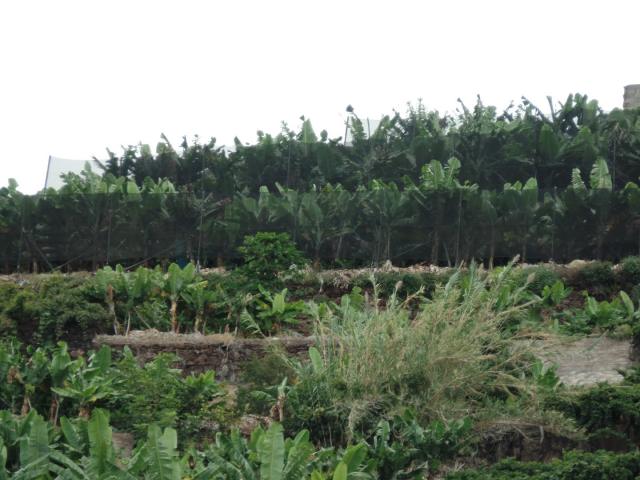 Plantacja bananowców
