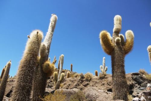 Kaktusy - całkiem sporych rozmiarów
