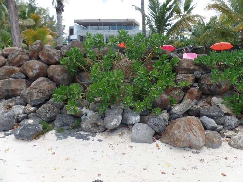Roślinna kompozycja na plaży.