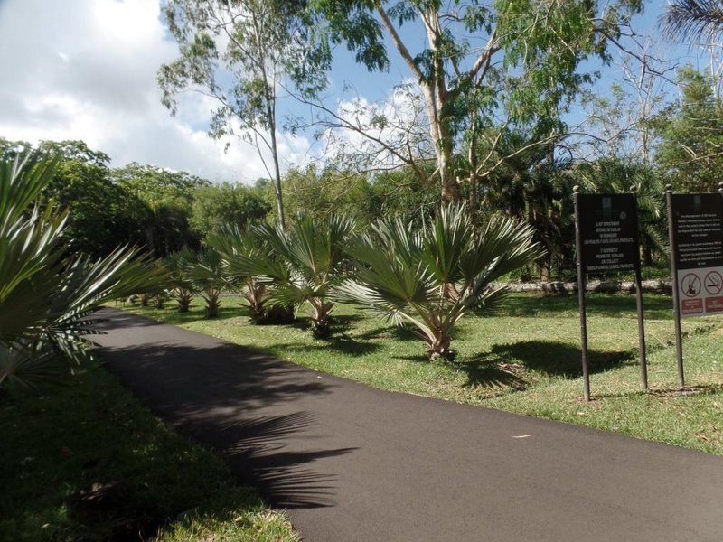 Ogród Botaniczny Pamplemousse. Zgromadzono tu olbrzymią ilość gatunków roślin tropikalnych w tym ponad 40 gatunków palm występujących na całym świecie.