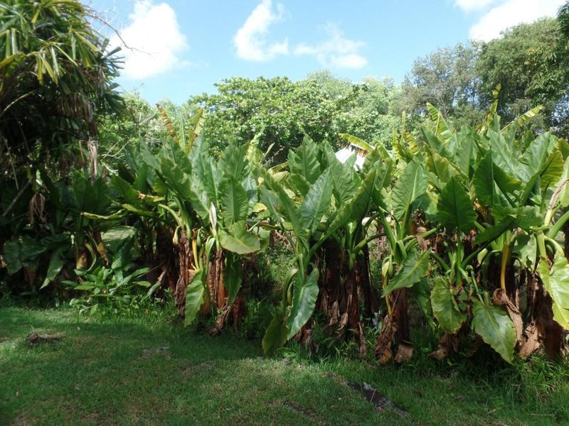 Alokazja. Jest uprawiana dla jadalnych kłaczy zwanych maniokiem. Z manioku produkuje się tapiokę.