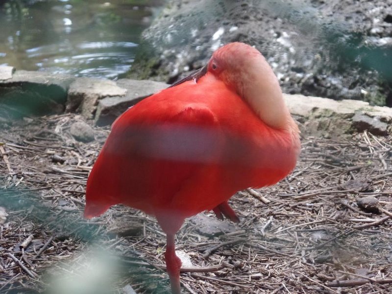 Czerwony ibis