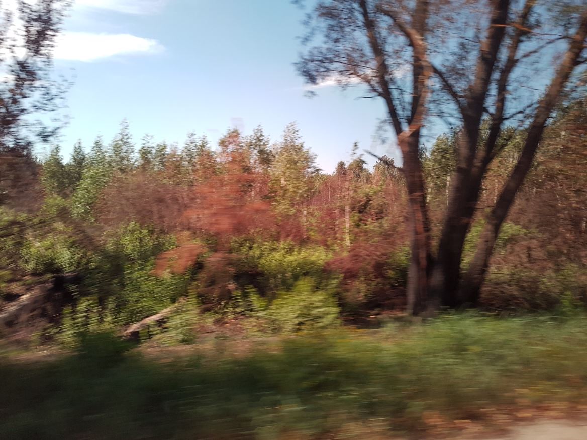Czernobyl_czerwony las.JPG