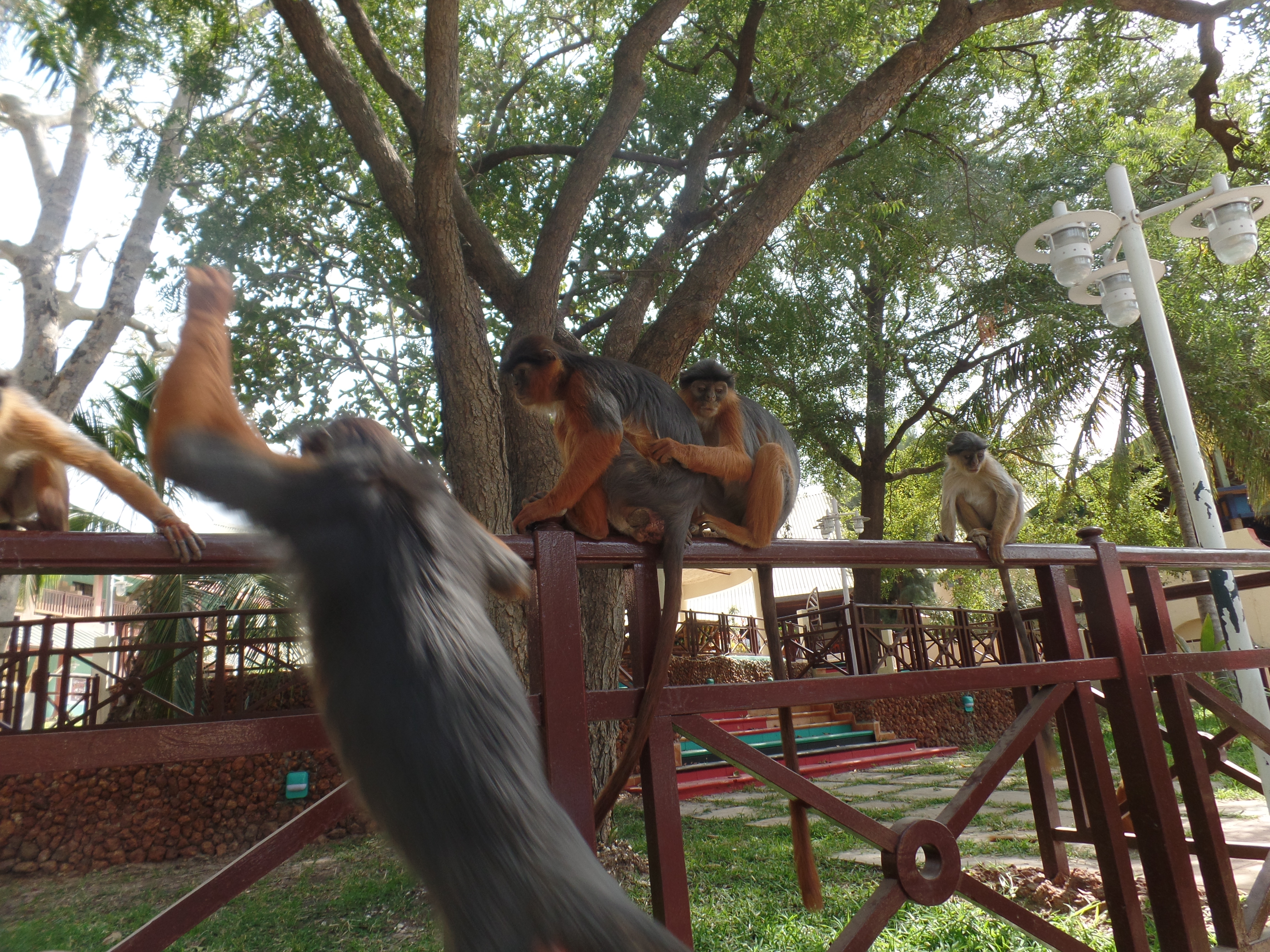 Hotelowy ogród zamieszkują licznie dwa gatunki małp.