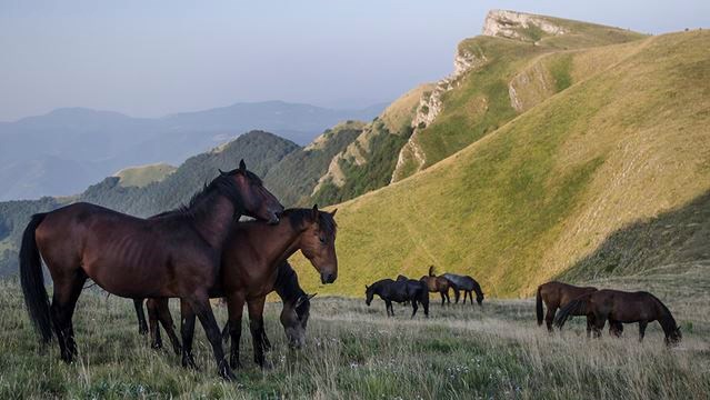 1-Horses-Kobilini_Steni_Peak___Gallery.jpg