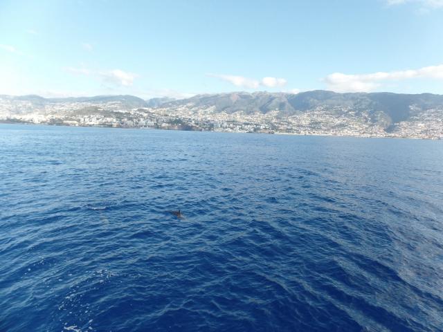 Funchal widoczne od strony oceanu. Po środku widać grzbiet delfina