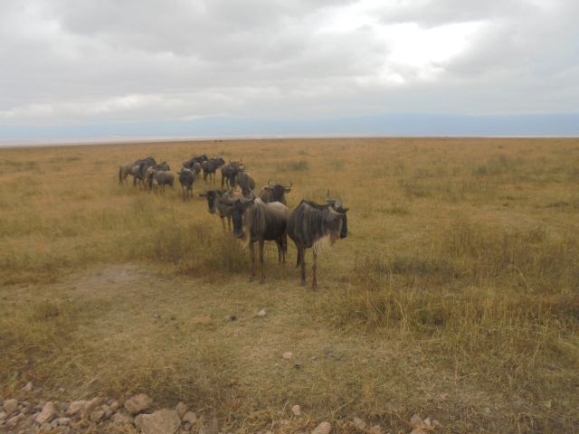 Antylopy Gnu w parku Serengeti.