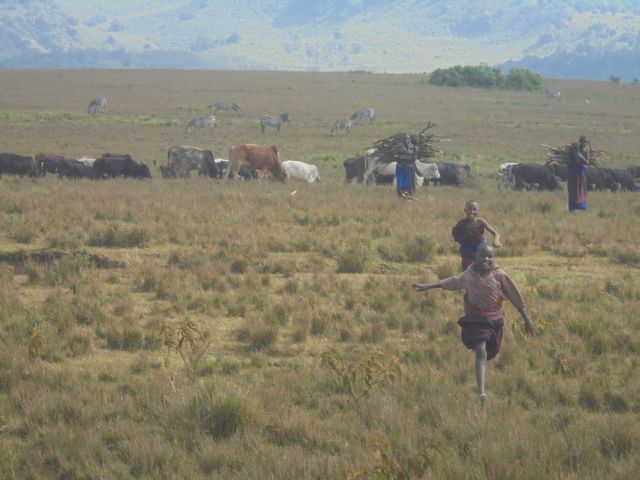 Masajskie dzieci, krowy i zebry na jednej focie.