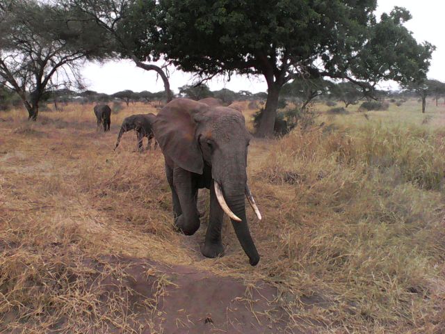 Rodzina słoni spacerująca obok naszego samochodu.