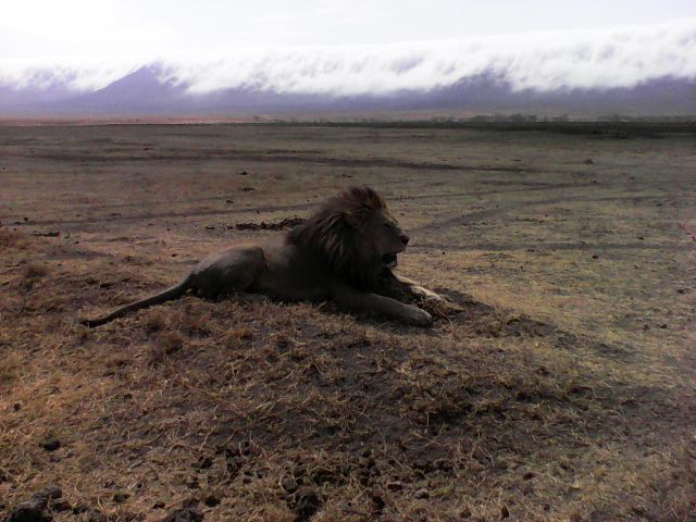 Król Lew w Serengeti.