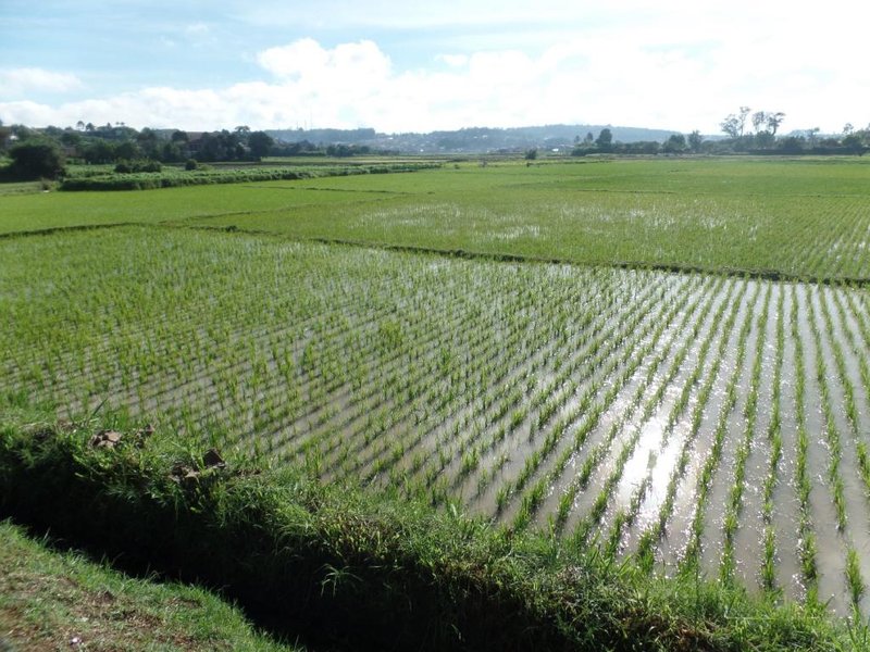 Pola ryżowe pokrywające niemal całą wyspę