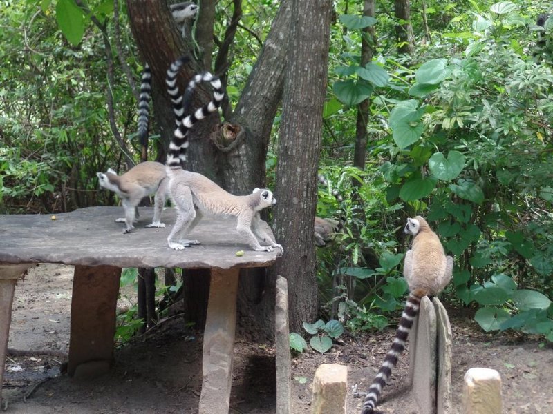 Podczas tego oczekiwania złożyły nam wizytę lemury