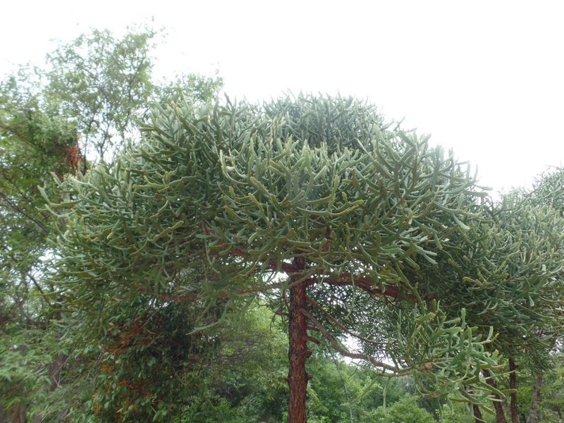 Wilczomlecz (Euphorbia xylophylloides)